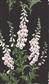 Graham & Brown Foxglove Wallpaper