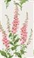 Graham & Brown Foxglove Wallpaper